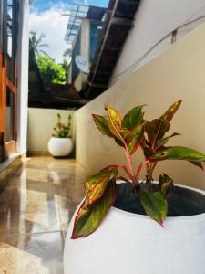 Tropical Pearl Villa