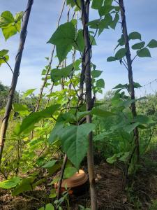 Maisons de vacances Village house surrounded by greenery : photos des chambres