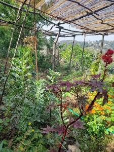 Maisons de vacances Village house surrounded by greenery : photos des chambres