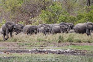 Kafue River Lodge