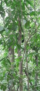 La Chonta de Corcovado