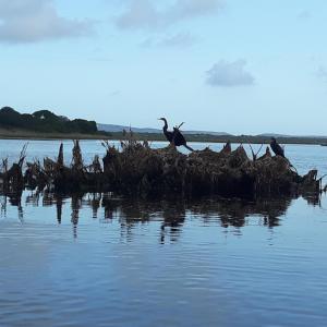 On keurboomriver 800m from the ocean
