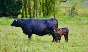 Pension Vogtsmichelhof - Leibgeding