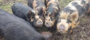 The Old House at Belfield