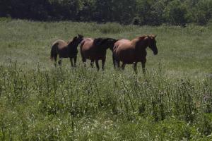 la source et la sorciere