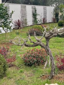 Villa Centenary Goose