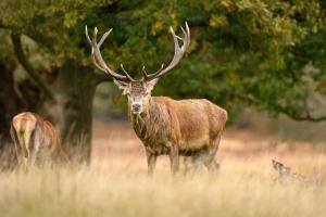 the crown loft ensuite luxury accommodation