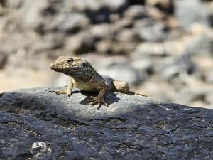 Finca La Hoya 1-Tradition trifft Moderne- Meerblick, Pool & Wintergarten-2 Personen