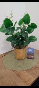 Tiny studio in top center