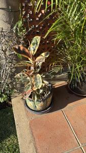 Casa nueva en Lomas de Cocoyoc, alberca climatizada, PET friendly