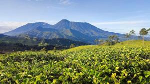 Camping Ground Mount Luhur