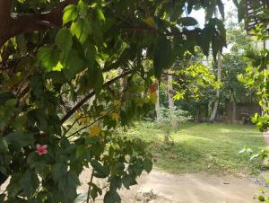 Tropical Paradise Polhena