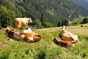 Ferienwohnungen Niederarnigerhof Familie Bauernfeind