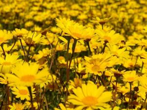 Agriturismo Li Scopi img36