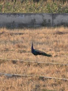 Serenity Bungalow near Becharji