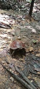 Umiyuki jungle tour only treking with us