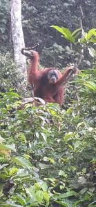 Umiyuki jungle tour only treking with us