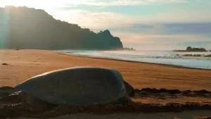 Turtle Excursions Backpacker by Nirmala Homestay - Sarungan