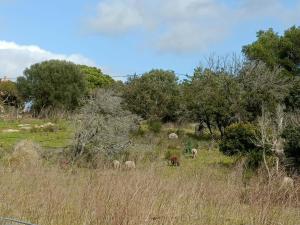 Appartements Appt neuf 2-4 pers avec loggia - Piscine chauffee - Bord de mer - Corse du Sud- Bonifacio : photos des chambres