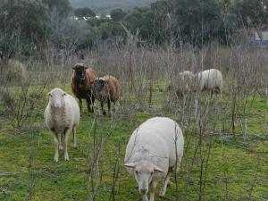 Appartements Appt neuf 2-4 pers avec loggia - Piscine chauffee - Bord de mer - Corse du Sud- Bonifacio : photos des chambres