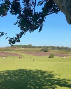 Hedgerows House New Forest