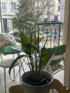 Appartements Elysee Darcy - Devosge hyper centre ,Liberte Gare - ville : photos des chambres