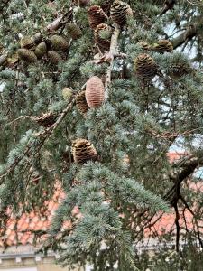 GRANDMA MARY Appartamento nel verde con Ascensore Balcone AC Internet Veloce GIUDECCA VENEZIA