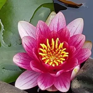 Ferienwohnung Seerose - Kalefeld