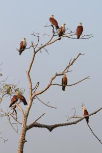 Bliss Homestay Munroe Island