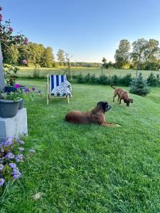 Czaplisko Siedlisko - dog friendy and eco guesthouse