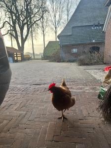 Onder de paardenkastanje