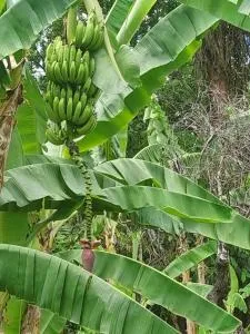 Ab's Tobago Car Rental - Crown Point