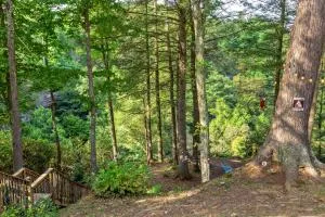 Hemlocks Over Muir - Pineville