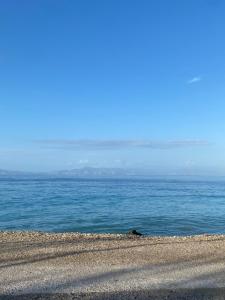 Lotus Luxury Apartments