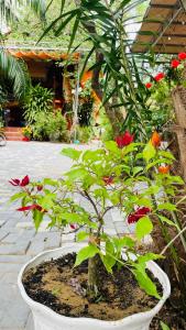 Mộc Lam Homestay