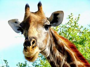 uMfula Lodge in a secure Private SAFARI Park