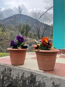 Peace Forest Retreat