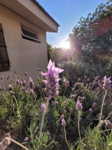 La casita del colibri