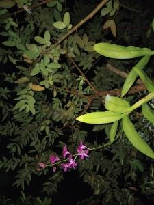 Zen Aura Living Weligama