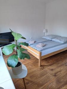 Apartament Żółkiewski