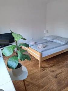 Apartament Żółkiewski - Andruszkowice