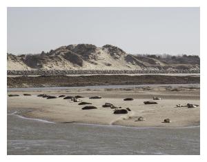 Maisons de vacances cottage proche du bord de mer et au coeur des dunes : Maison 3 Chambres
