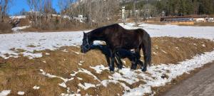 Mansarda nelle Dolomiti