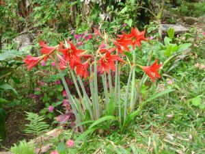 Pousada Ribeirao da Floresta