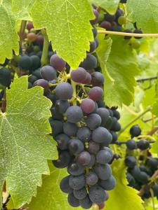 The Treehouse at Sellicks Hill