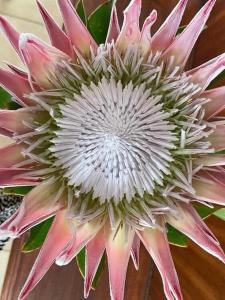 Little Nest Self-Catering