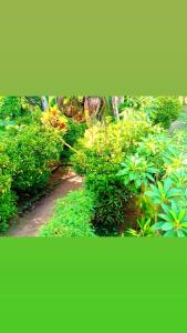 Green Pradise