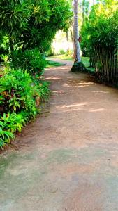 Green Pradise