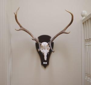 New Brachkashie Cottage