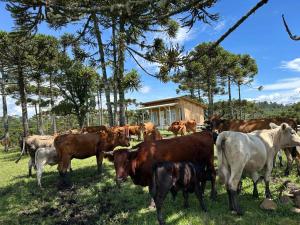Cabana Fazenda Borba
